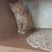 گربه ی بازیگوش
