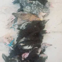 مرغ و خروس