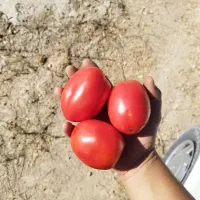 گوجه ربی شازند و اراک