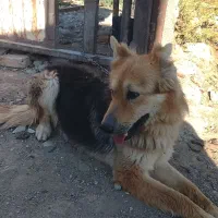 سگ گرگی