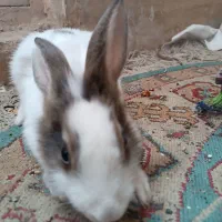 خرگوش بازی گوش