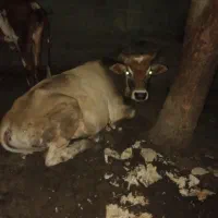 فروش گاو نر