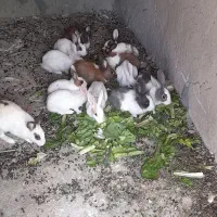خرگوش