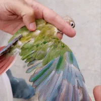 طوطی گرینچیک جفت جوجه پاید مونچیک