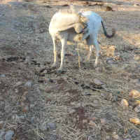 فروش حیوان