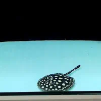 سفره ماهی بلک دایموند cwc