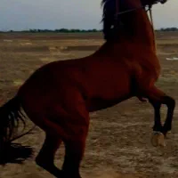 فروش یک راس مادیان کرد  کهر