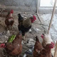 واگذاری پرنده