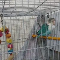 کوتوله برزیلی جفت