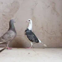 کفتر|پرنده|تربت جام, پاسداران|دیوار