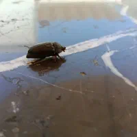 سوسک