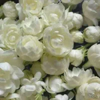 گل یاسمین