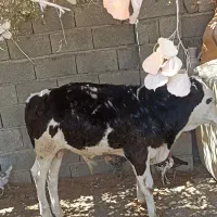 گوساله سیمینتال