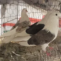 کبوتر شازده کفتر دوکت کبوتر کله ای پرشی
