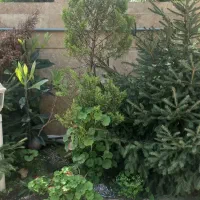 ۲ عدد لاوسون تقریبا۲ و۲ عدد بابانولی