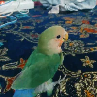 طوطی کوتوله