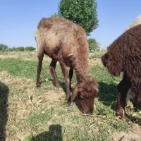 میش