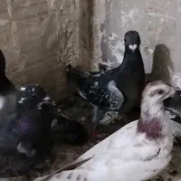 کفتر جوجه