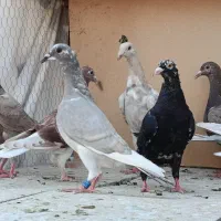 کفتر جوجه پلاکی بون ندیده