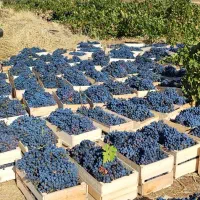 انگور سیاه سردشت