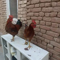خروس