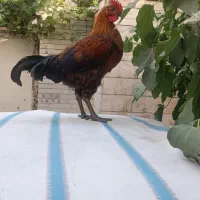 دو عدد خروس یکی مرغ ۴ماه