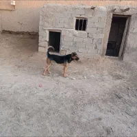 سگ نگهبان|سگ|قوچان, |دیوار
