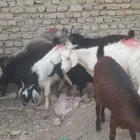 بزغاله نروماده .بز .میش   بزوبزغاله. بره نر