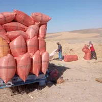 خوراک دام