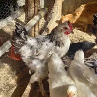 نیمچه خروس امپراطور برهما