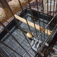 قفس بزرگ عروس هلندی