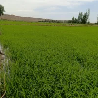 نشا برنج علی کاظمی اصلاح شده