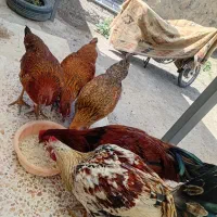 ۵عددمرغ وخروس محلی سالم وسرحال همش باهم۵ملیون