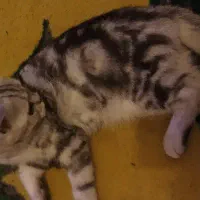 گربه نر چهار ماهه