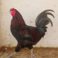 خروس