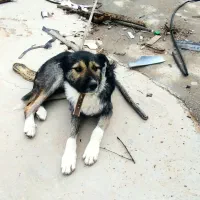 سگ نگهبان