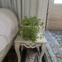 یازده مدل گل سالم و سرحال با گلدان همگی سالم ۶۰۰