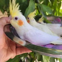 عروس هلندی سرلاکی