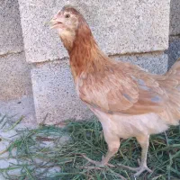 فروش مرغ وخروس گلین اصیل نژاد قدیمی در ممسنی