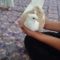 کبوتر