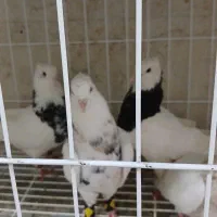 چندجفت طوقی نر،ماده تکی جفتی