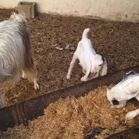 فروش دو عددبز دورگ پاکستانی با دو بز غاله