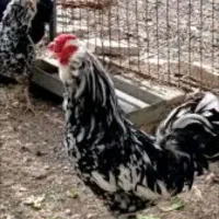 فروش جوجه یک روزه محلی نژاد دار