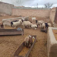 بره بز گوسفند چپش بزغاله میش شیشک گاو گوساله