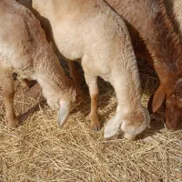 بره ماده گوسفند میش