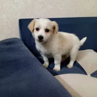 سگ ۴ماه نر