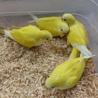جوجه طوطی راهب