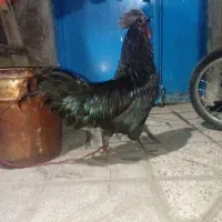 خروس ایام ثمانی