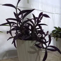 تعدادی گل طبیعی زیبا سر حال در حال رشد با گلدان