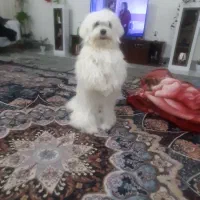 سگ شیتزوتریر